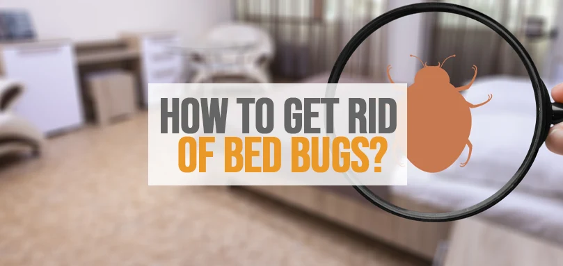 a featured image of how to get rid of bed bugs
