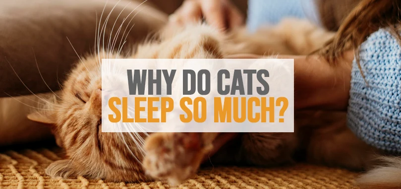 a featured image of why do cats sleep so much