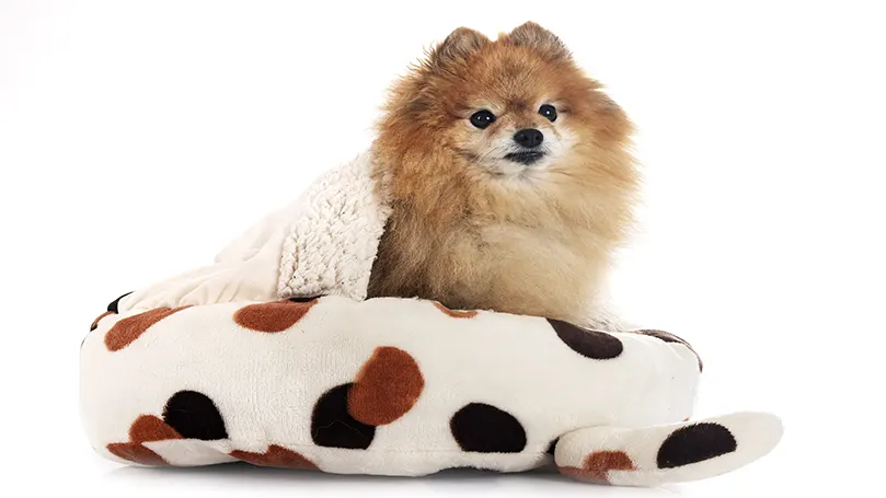 An image of a brown Pomeranian in a dog bed.