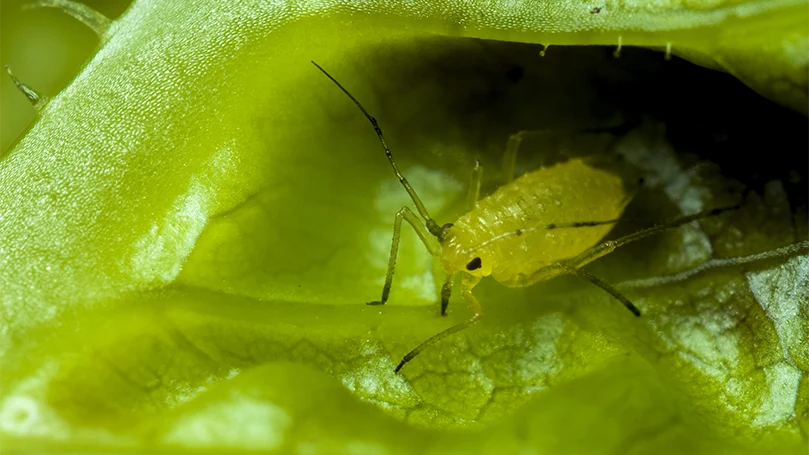 A close up image of a head lice.