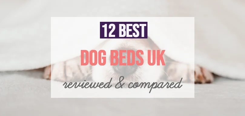 Featured image of best dog beds in the UK.