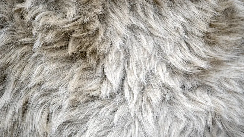 An image of a faux wool rug.