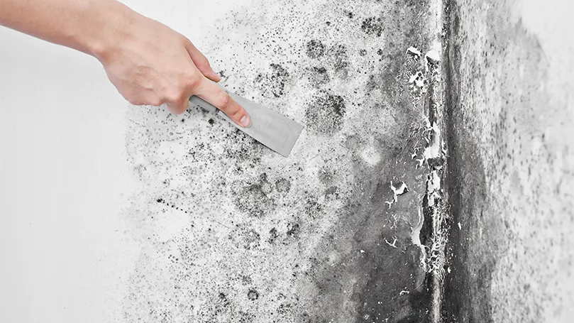 An image of a man scrubbing mould from the wall.