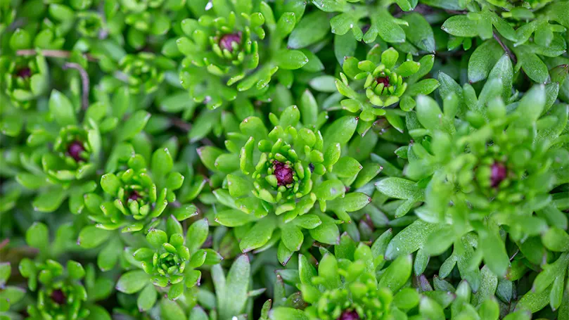 A close up image of flax plant.