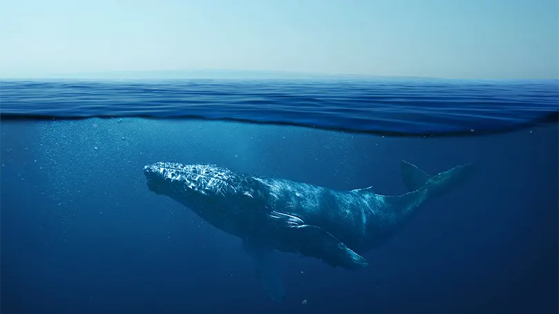 a-whale-in-ocean