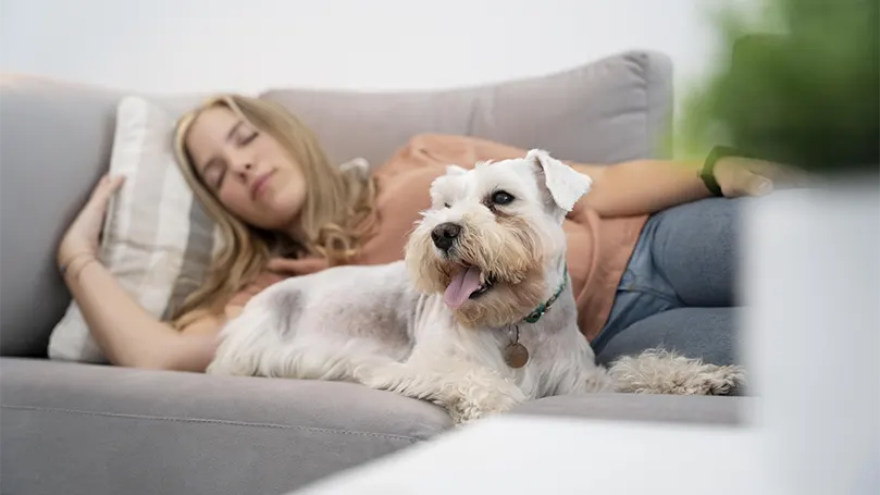 An image of a woman sleeping with a dog on a couch.