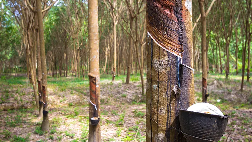 An image of rubber trees with bowls for collecting latex.