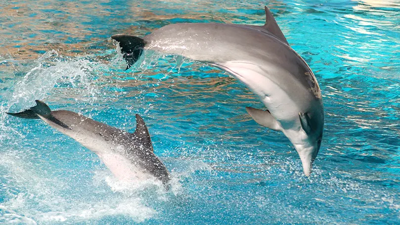 Do-dolphins-sleep-at-night_dolphins-jumping