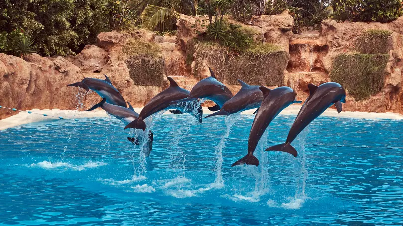 An image of a group of dolphins leaping out from the water
