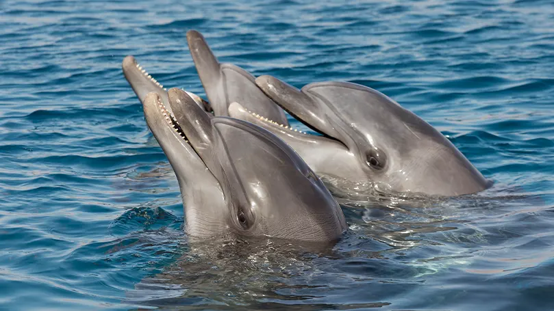 An image of two dolphins with their heads above the water