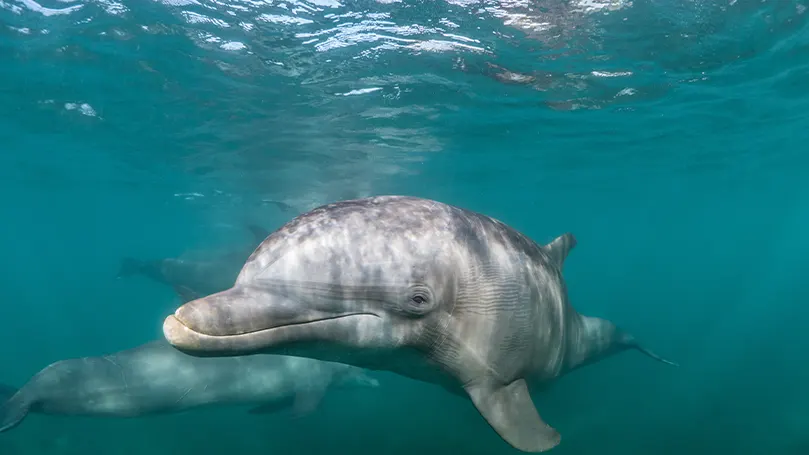 An image of a dolphin sleeping with one eye open