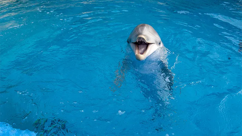 An image of a dolphin in a pool.