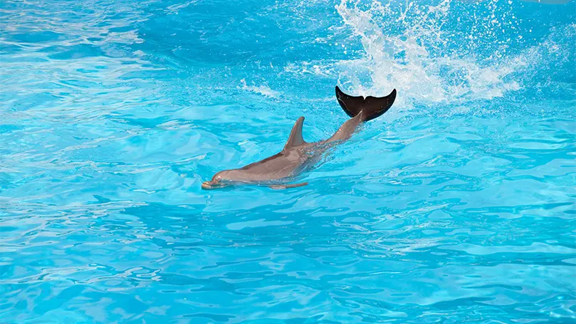 An image of a dolphin swimming.