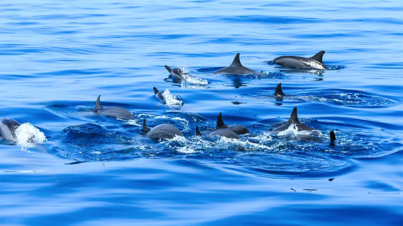 An image of a group of dolphins in the sea.