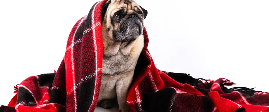 Pug in a blanket