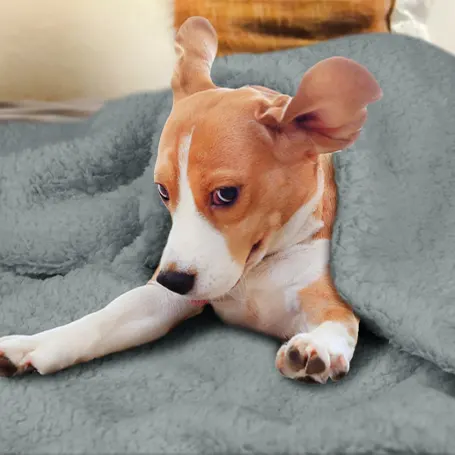 Best Blanket For Dogs To Ensure Them A Cozy Sleep