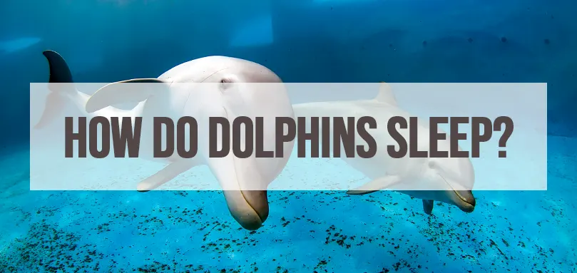 Featured image for how do dolphins sleep
