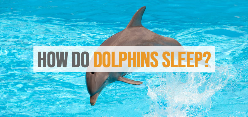 Featured image of how do dolphins sleep.