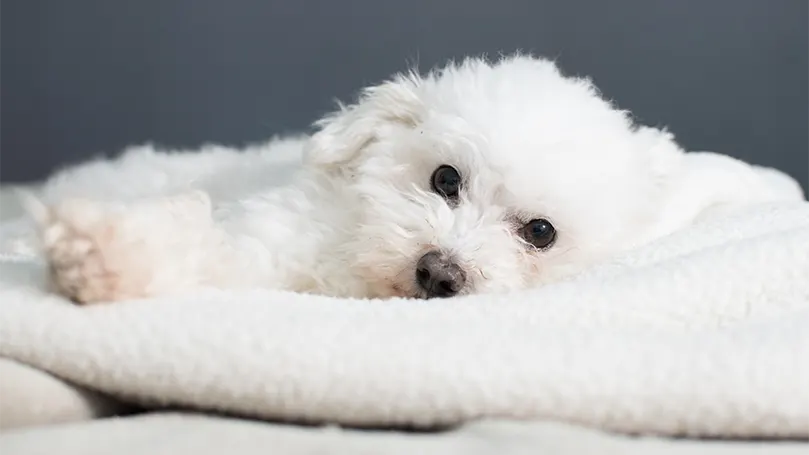 An image of white Bolognese on a blanket.