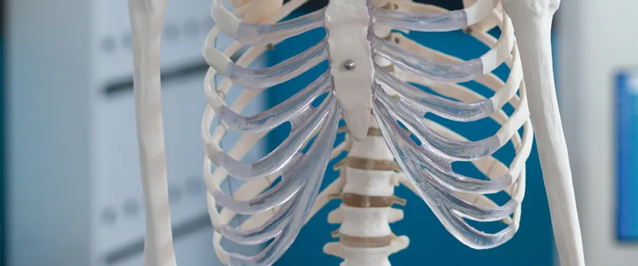 skeleton ribcage