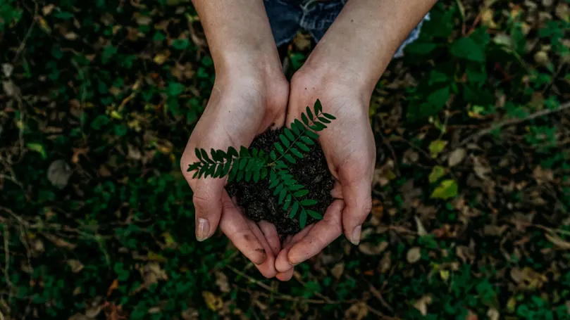 A woman's hands holding a plant