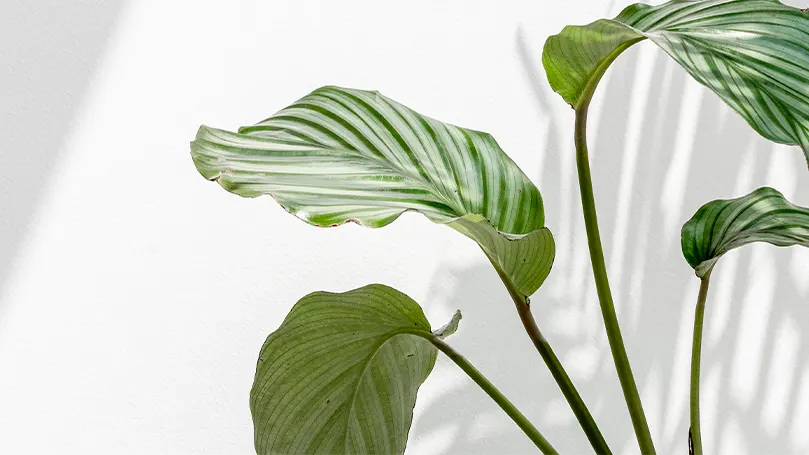 An image of greenery near the window