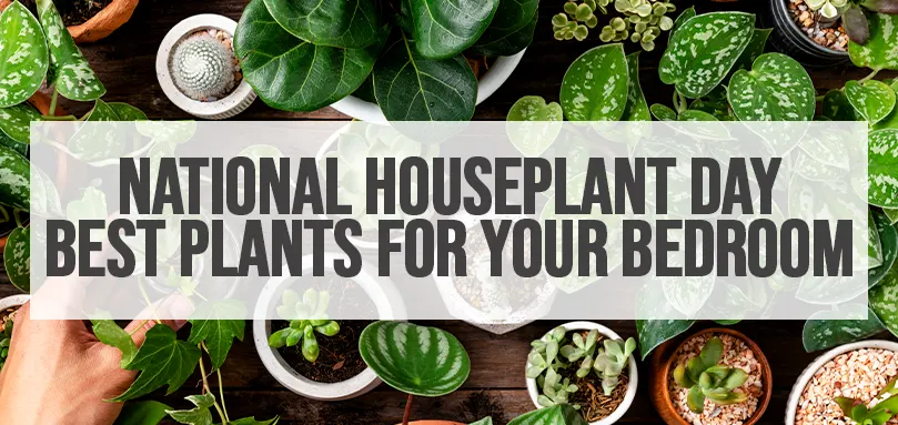 Featured image for National Houseplant Day