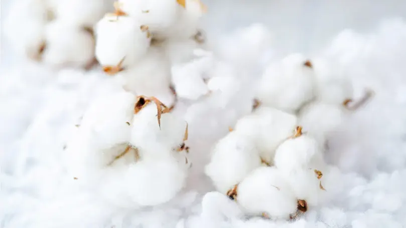 An image of high quality cotton