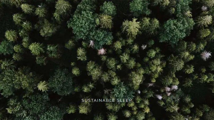 An image of a forest from a bird's eye view
