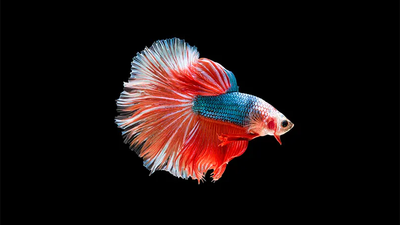 An image of a beta fish in the darkness