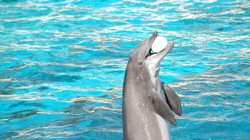 An image of a dolphin holding a ball in its mouth