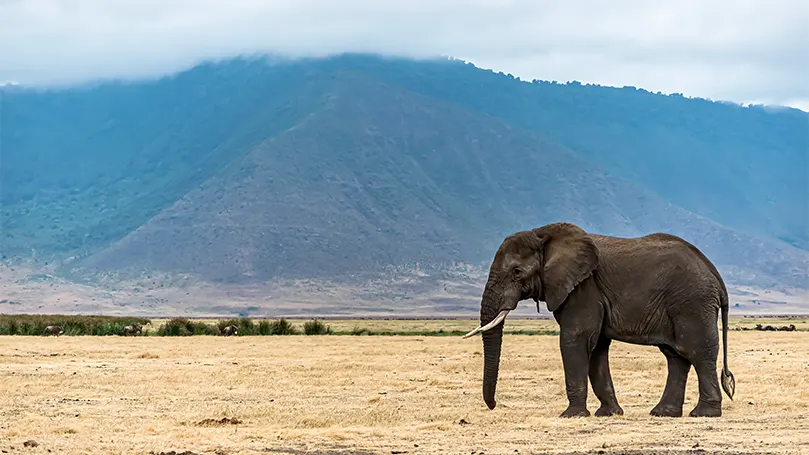 An image of an elephant standing in a barren field