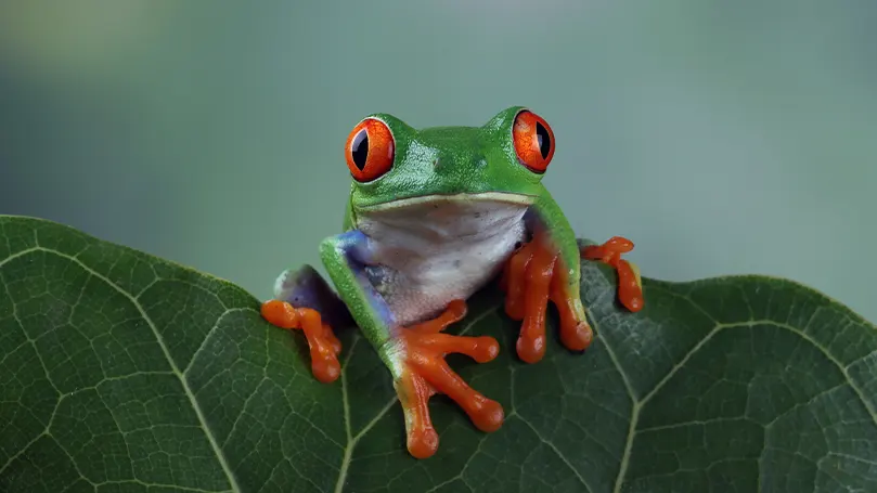 An image of a colourful frog sitting on a leaf.