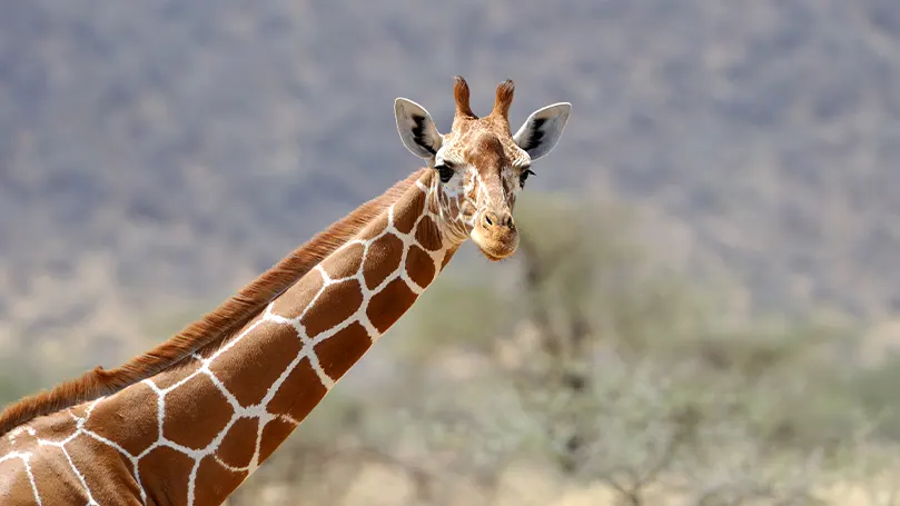 An image of a giraffe looking at the camera