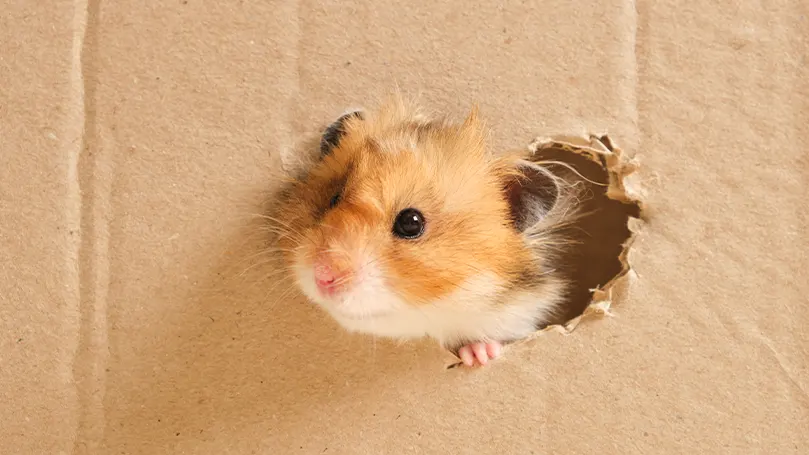 An image of a hamster pocking its head through a box