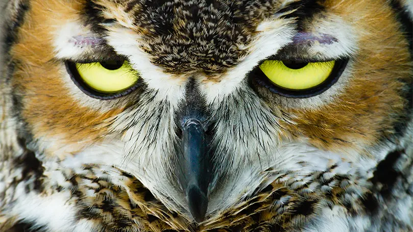 An image of an owl that looks very sleepy