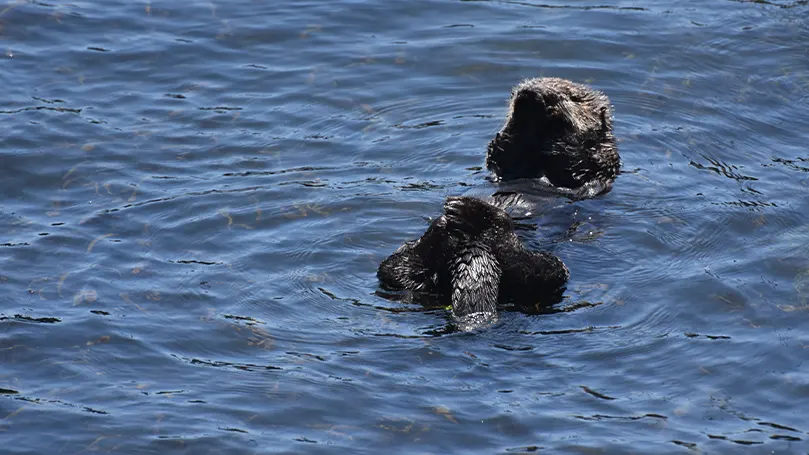 An image of a sea otter floating atop the water