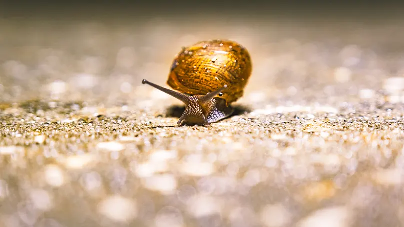 An image of a snail with a yellow shell on the ground