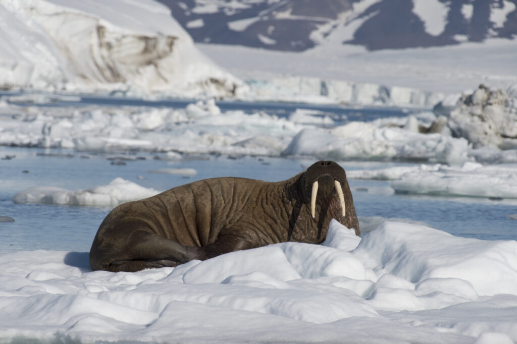 An image of a walrus sitting atop some ice