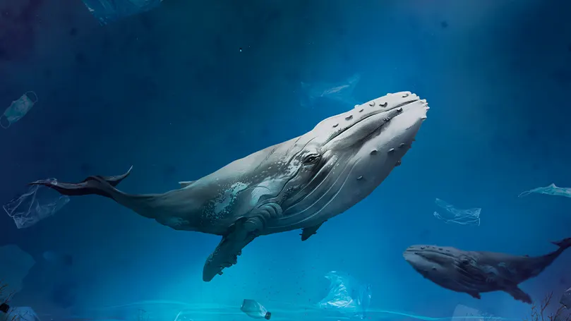 An image of a whale in the water