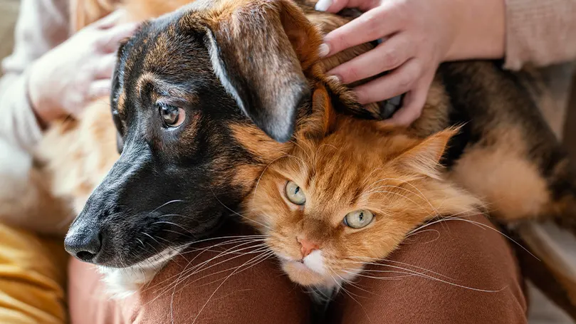 An image of a person petting their pet dog and cat