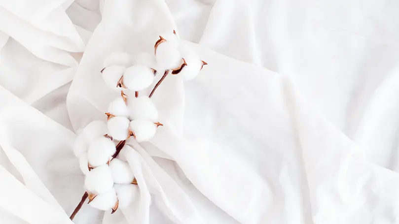 An image of cotton plant on sheets.