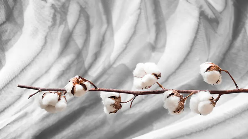 An image of cotton branch on sheets.