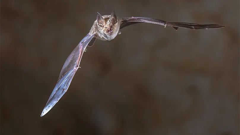 An image of a bat flying