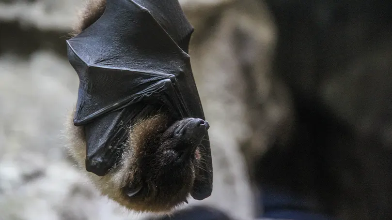An image of a bat upside down sleeping