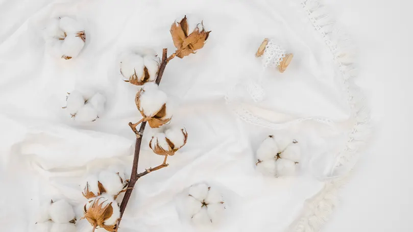 An image of cotton on sheets