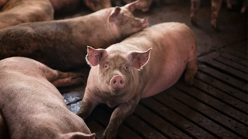 An image of pigs.