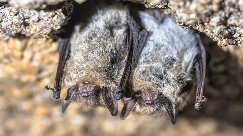 An image of two bats sleeping next to each other