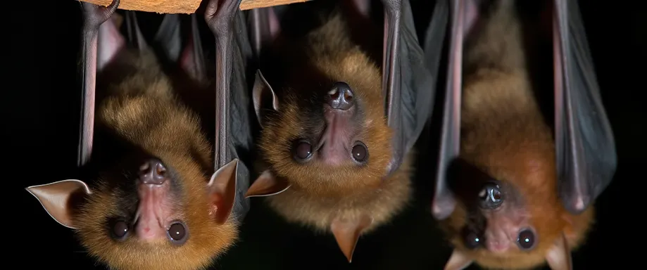 Featured image of Why do bats sleep upside down