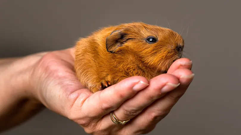 An image of a person holding a guinea pig.